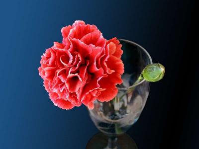 Red Carnation